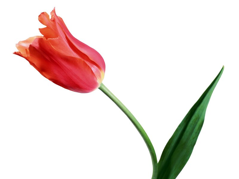 red tulip flower