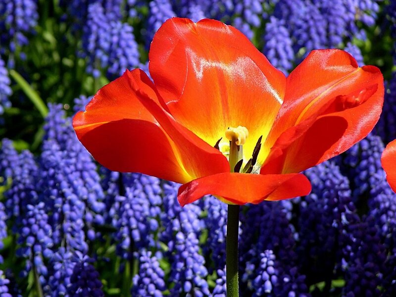 Red Tulip Flower — Vibrant, Afternoon