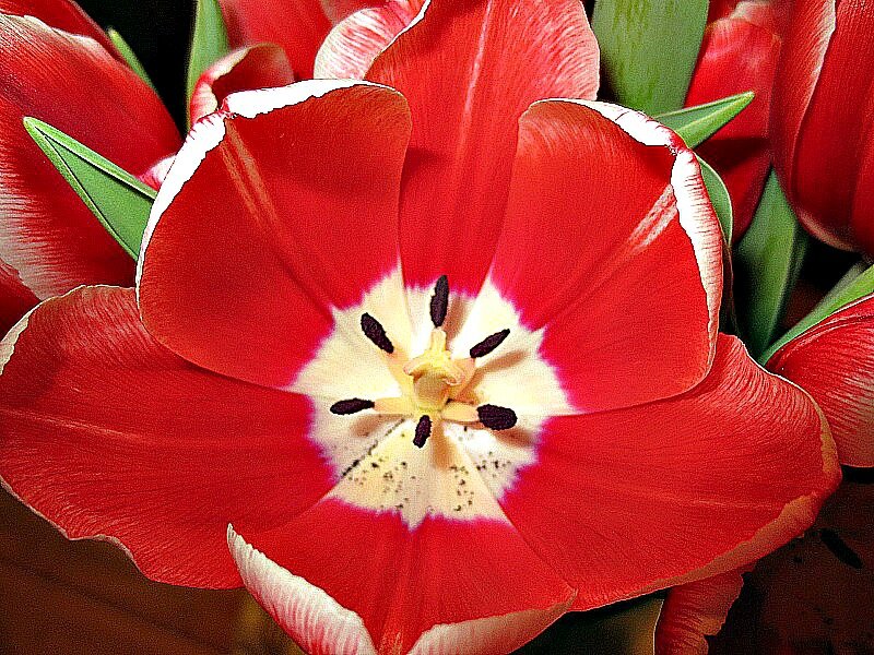 Red Tulip Flower — Vibrant, Photograph
