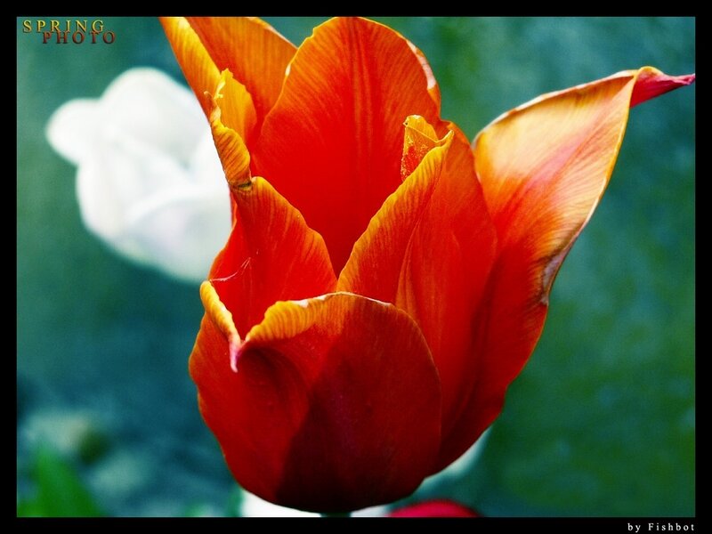 Red Tulip Flower — Vibrant