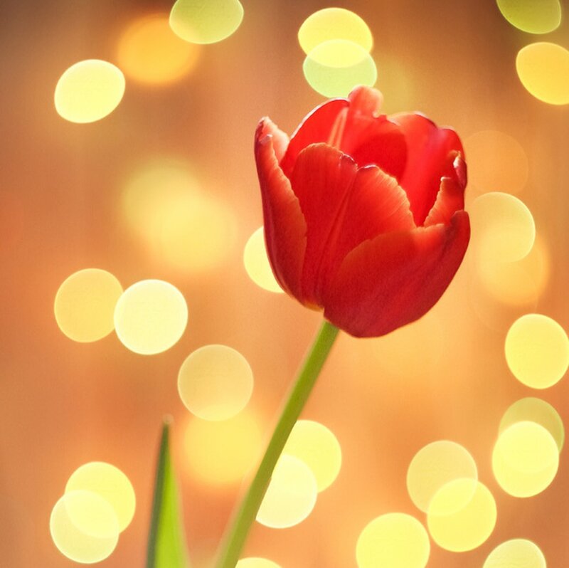 Red Tulip Flower — Warm