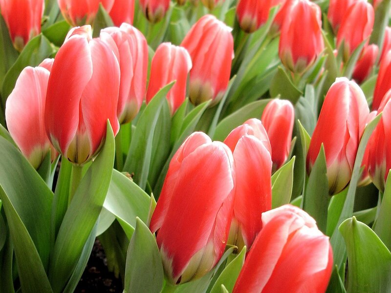 Red Tulip Flowers — Calm, Spring, Photograph, Green Leaves