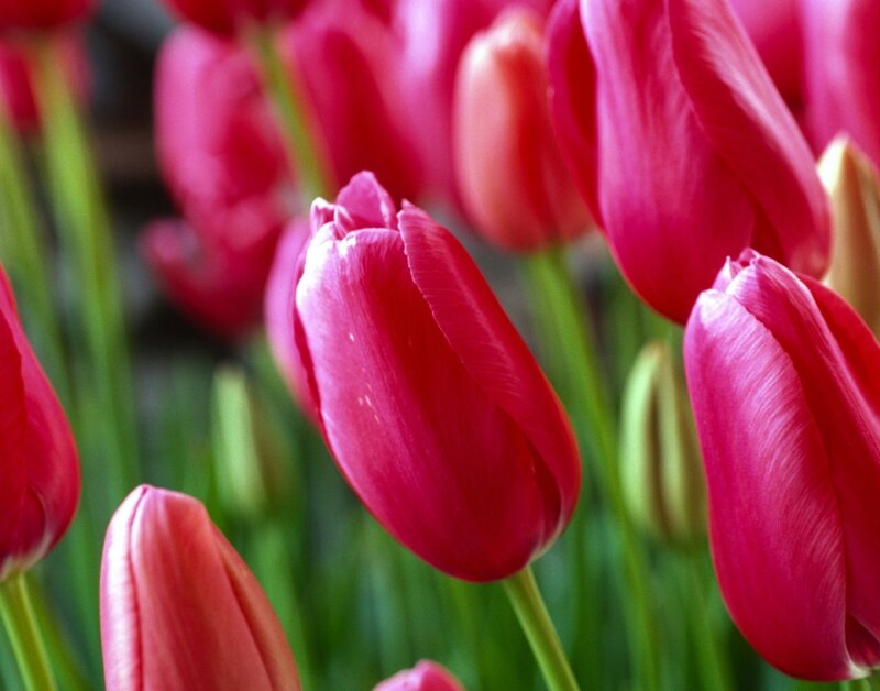 Red Tulip Flowers — Calm, Spring, Photograph