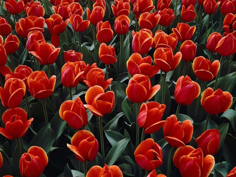 Red Tulip Flowers — Calm