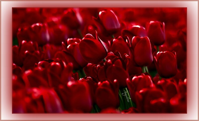 Red Tulip Flowers — Dramatic