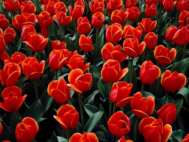 Red Tulip Flowers — Green