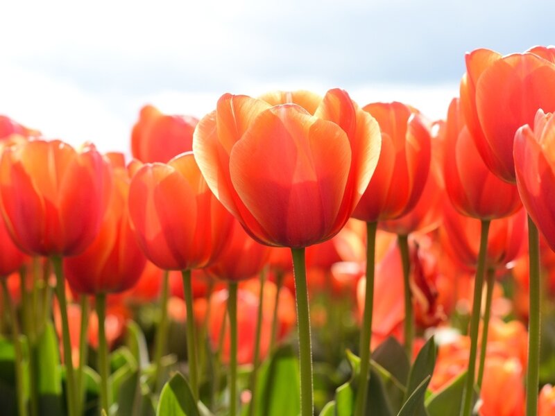 Red Tulip Flowers — Serene, Afternoon