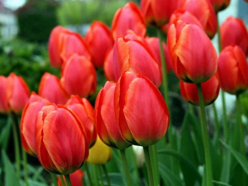 Red Tulip Flowers — Serene, Spring, Photograph, Green Stems, Leaves