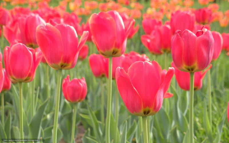 Red Tulip Flowers — Serene, Spring, Photograph, Green Stems