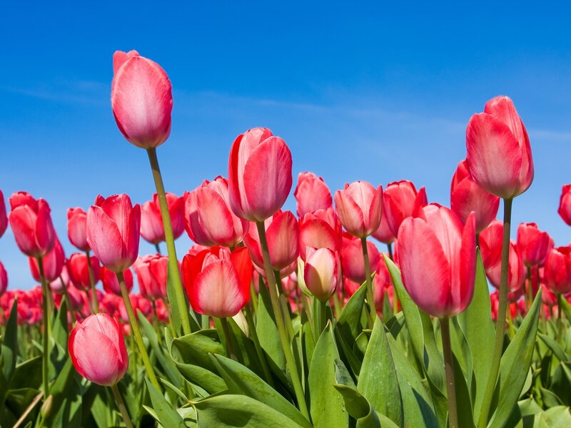 Red Tulip Flowers — Serene, Spring, Photograph