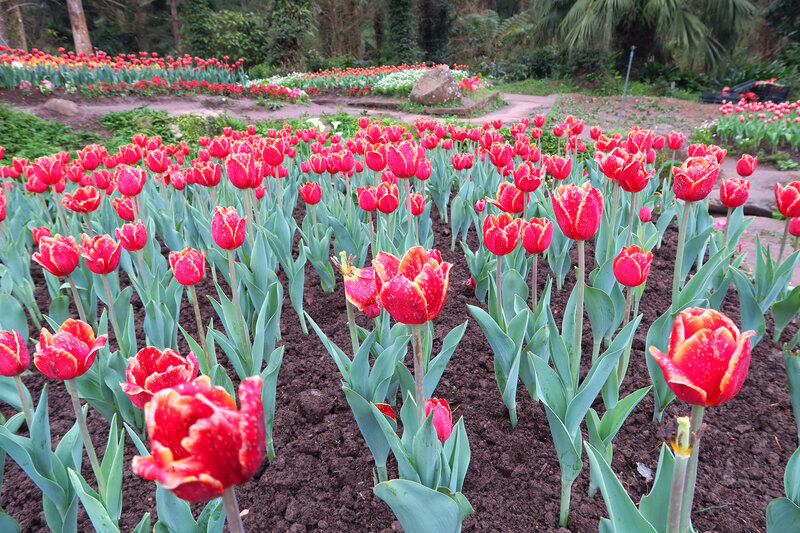 Red Tulip Flowers — Serene, Spring