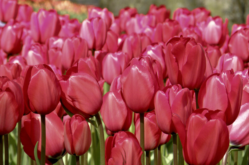 Red Tulip Flowers — Serene