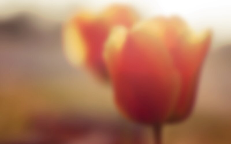 Red Tulip Flowers — Soft