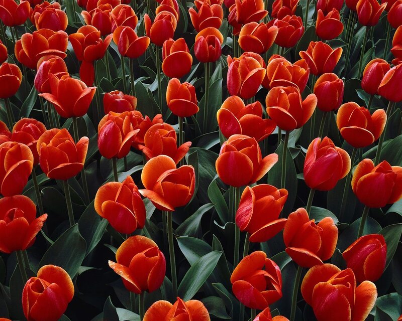 Red Tulip Flowers