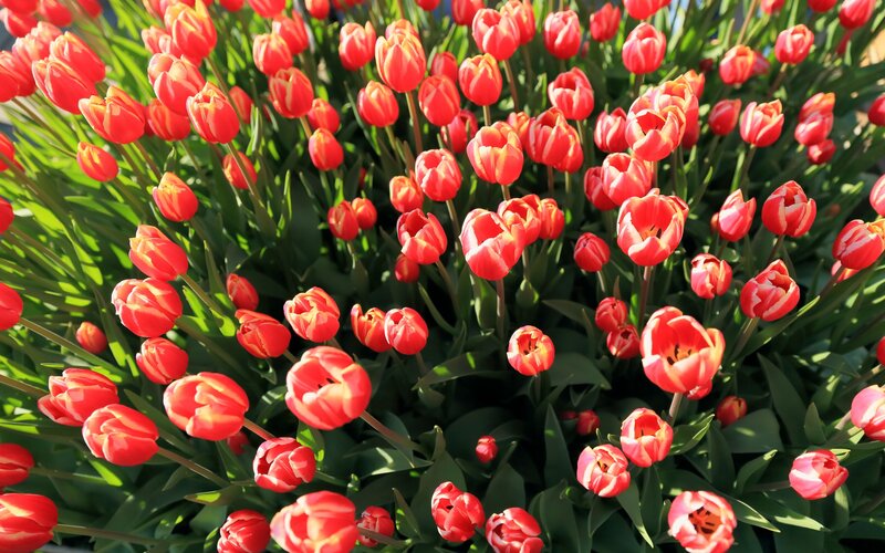 Red Tulip Flowers — Vibrant, Afternoon, Photograph