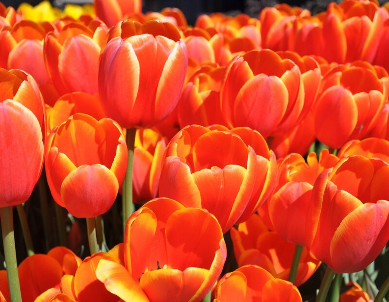 Red Tulip Flowers — Vibrant, Afternoon