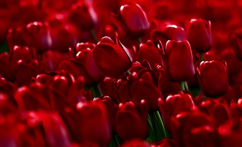 Red Tulip Flowers — Vibrant, Photograph