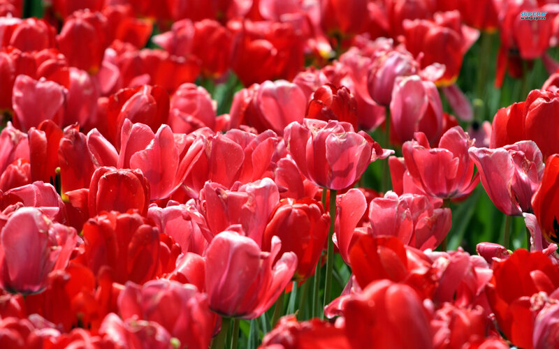 Red Tulip Flowers — Vibrant, Spring, Photograph, Green Stems, Sunlight