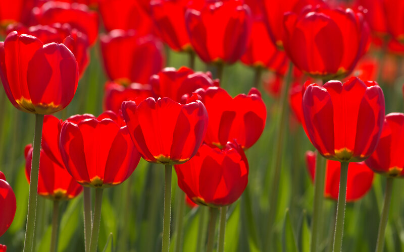 Red Tulip Flowers — Vibrant, Spring, Photograph, Green Stems