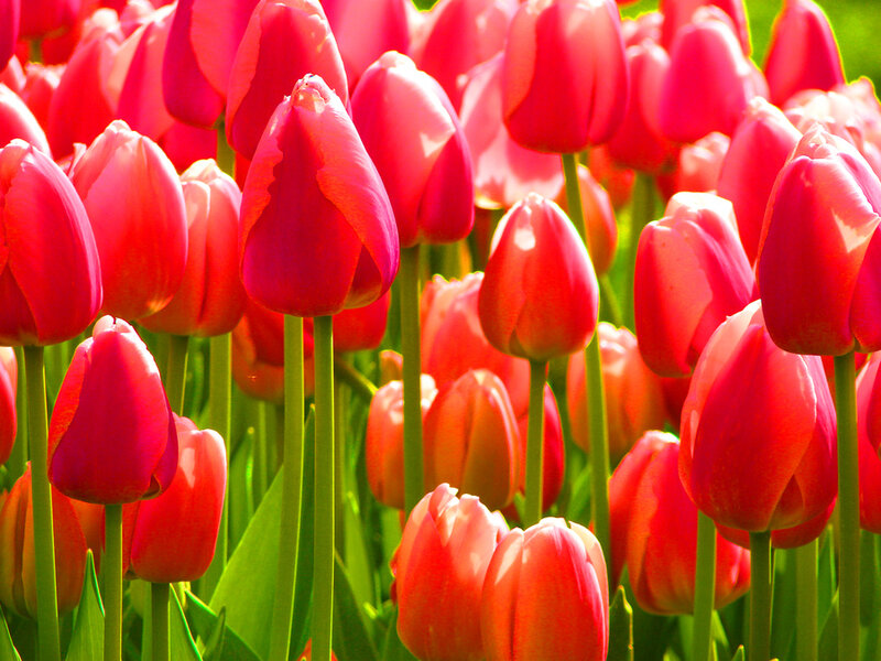 Red Tulip Flowers — Vibrant, Spring, Photograph