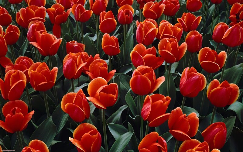 Red Tulip Flowers — Vibrant, Spring