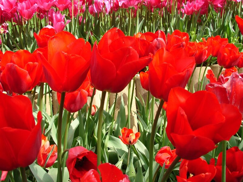 Red Tulip Flowers — Vibrant