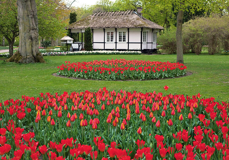 Red Tulip Garden