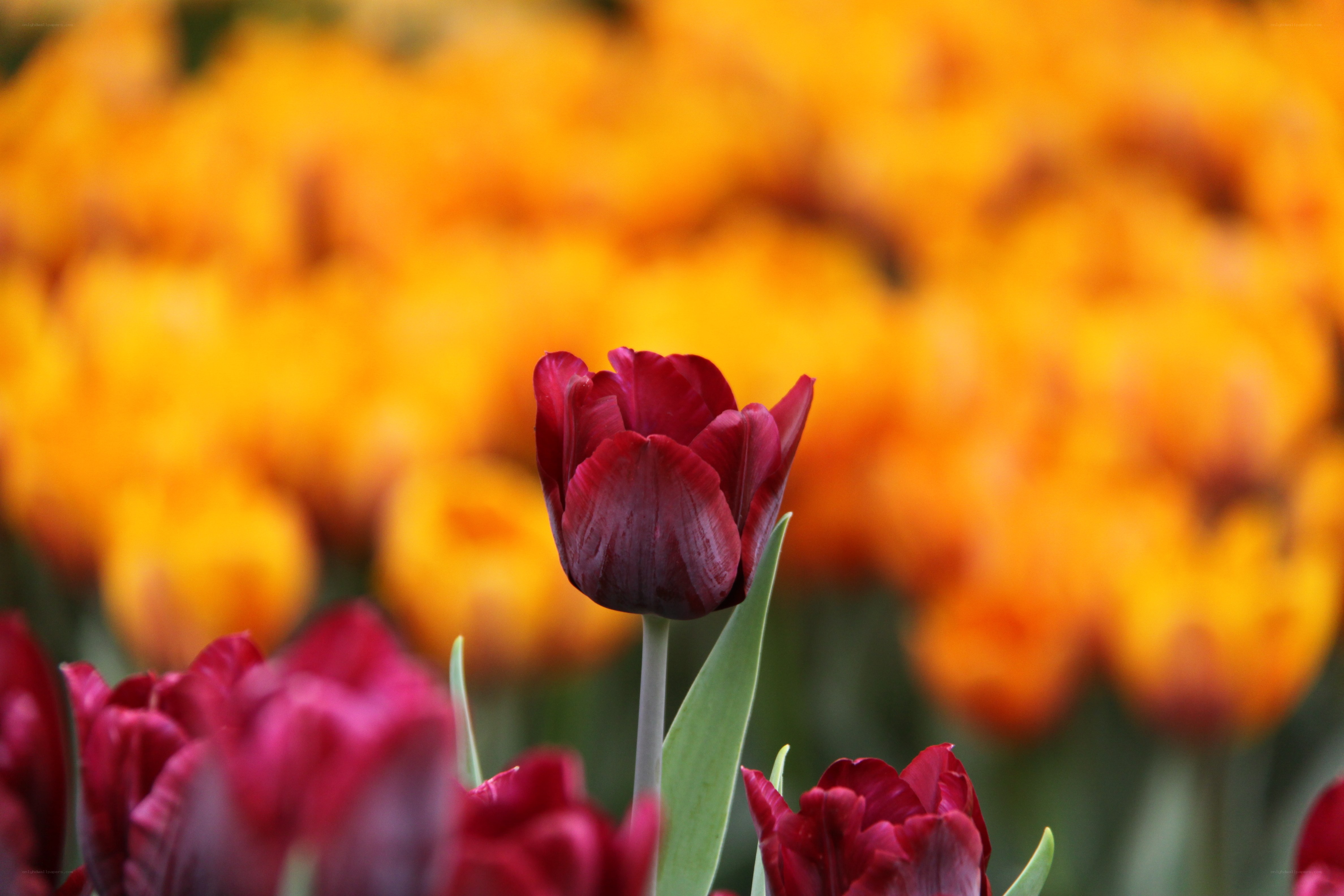 Red tulip in a field