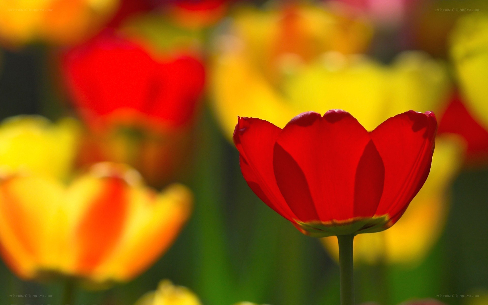Red tulip in a flower field