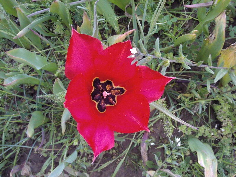 Red tulip in a garden
