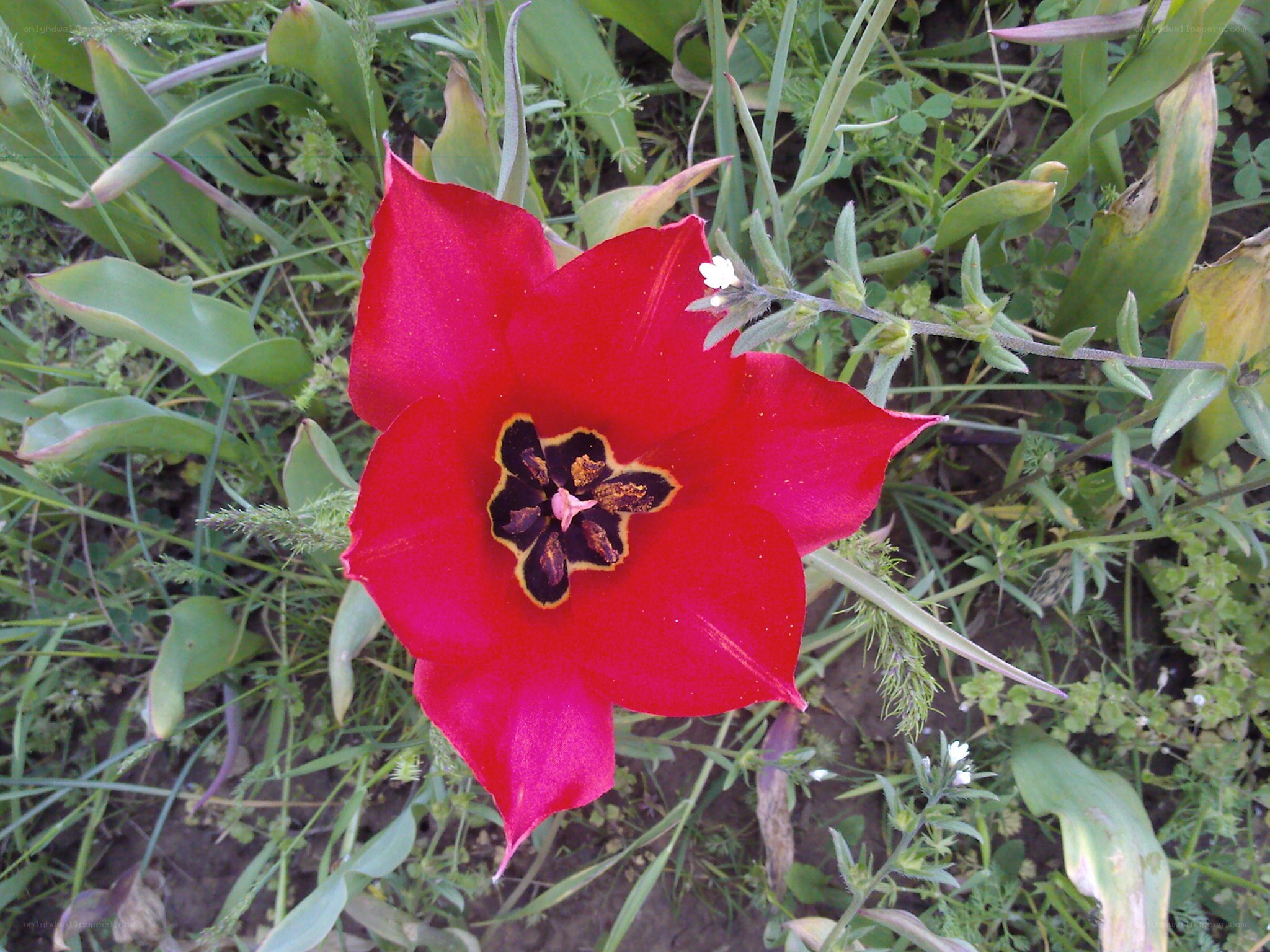 Red tulip in a garden
