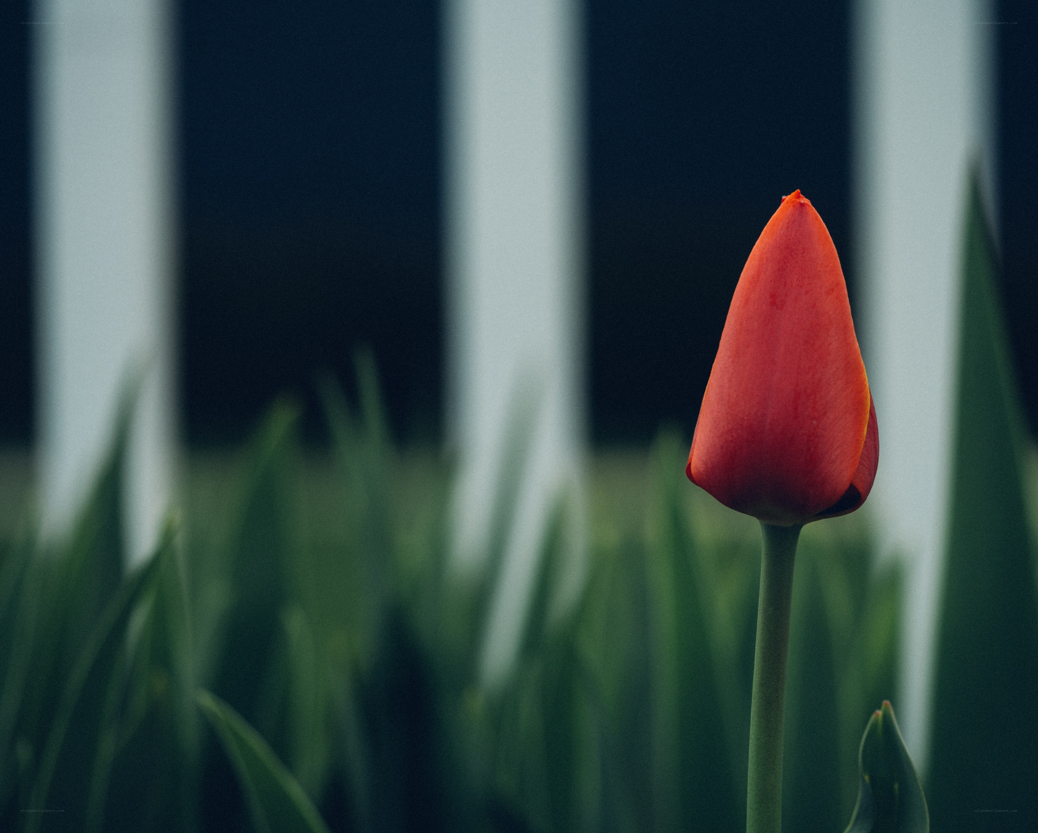 Red tulip in a garden