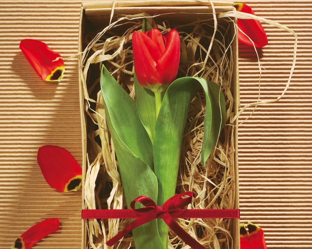 Red tulip in a gift box