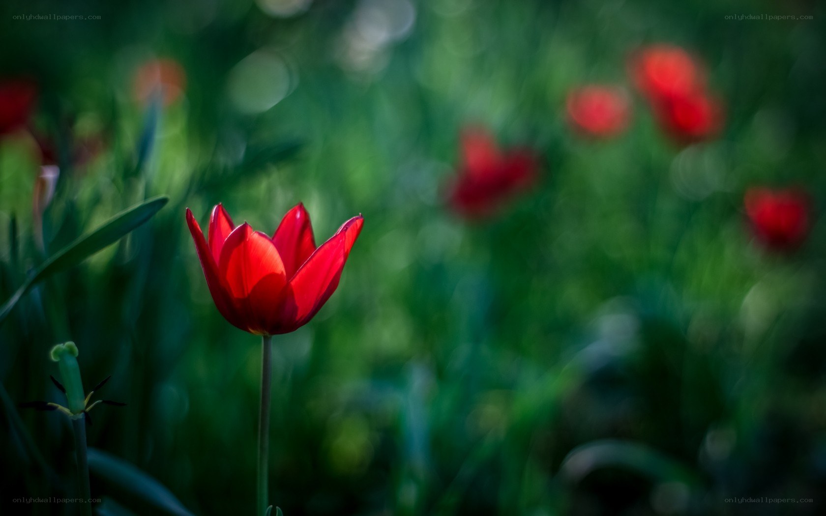 Red tulip in a green field