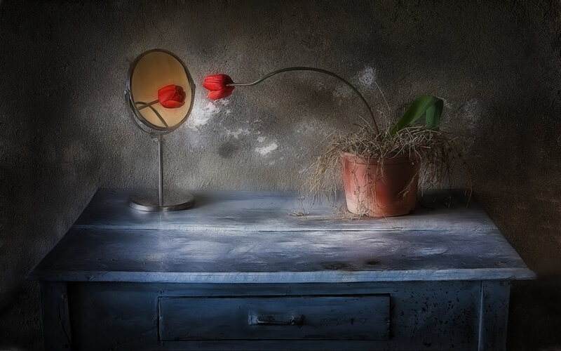 Red tulip in a mirror