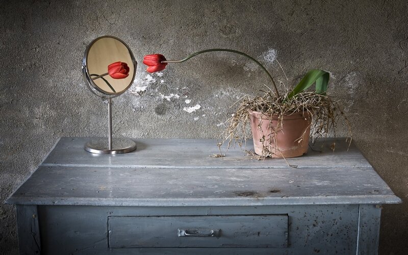 Red tulip in a mirror