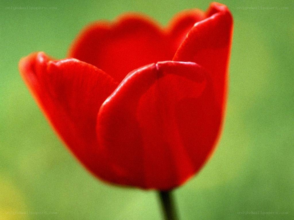 Red tulip in bloom