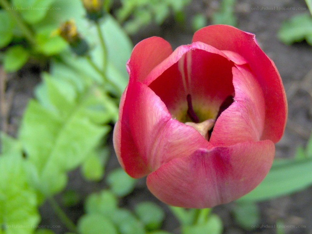 Red tulip in bloom