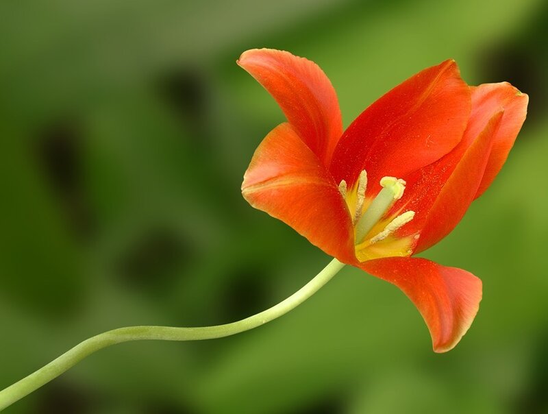 Red tulip in bloom