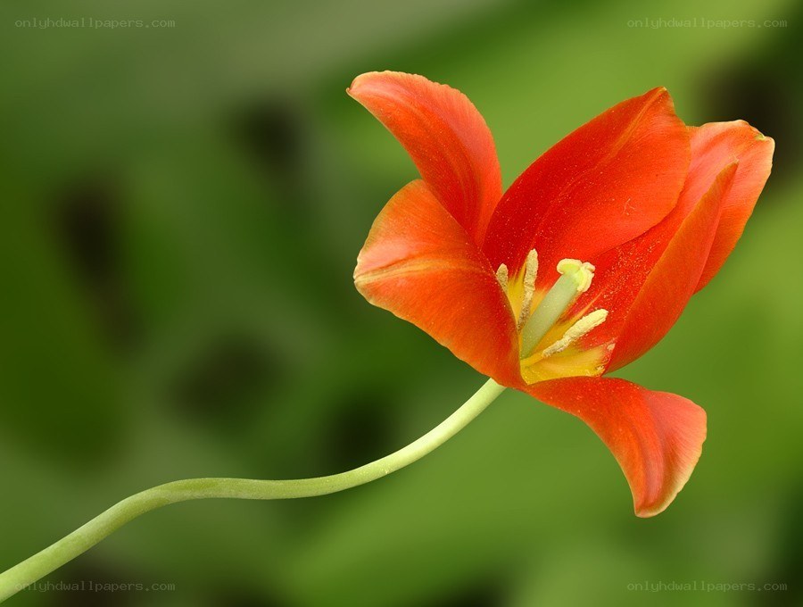 Red tulip in bloom