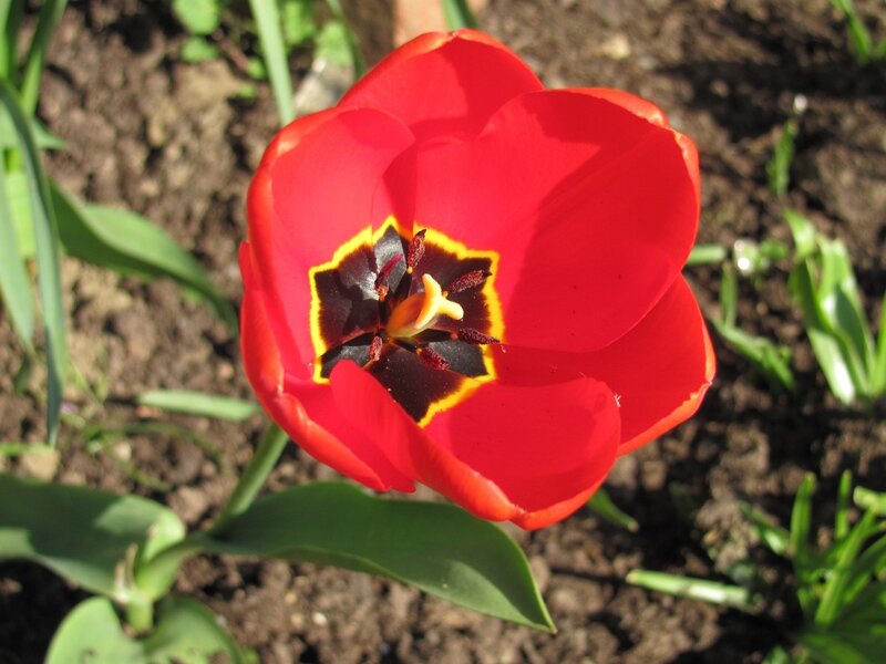 Red tulip in bloom