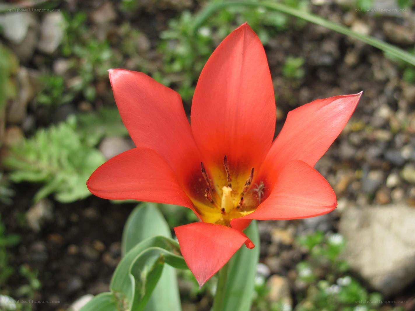 red tulip in bloom