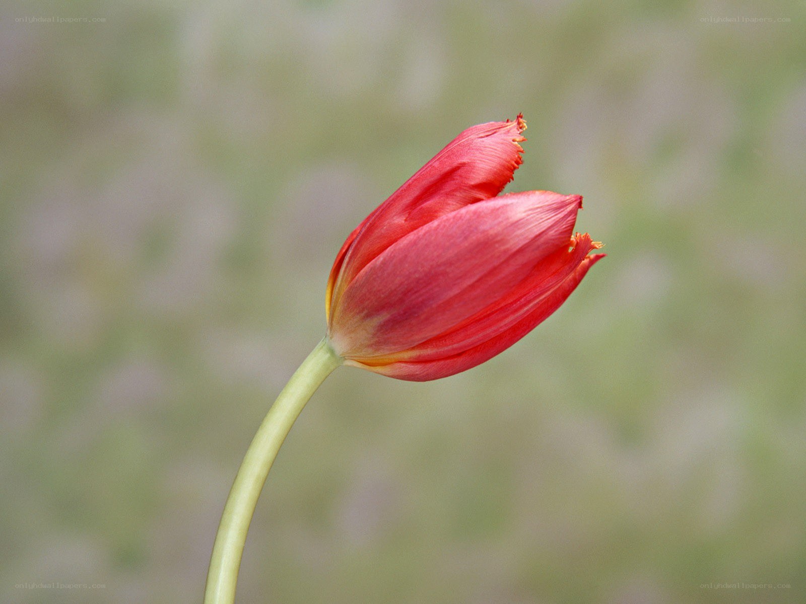 Red tulip in bloom
