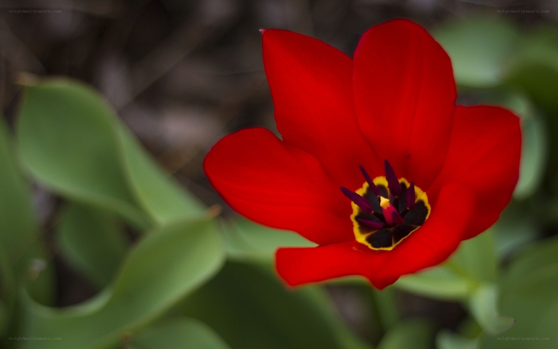 Red tulip in bloom