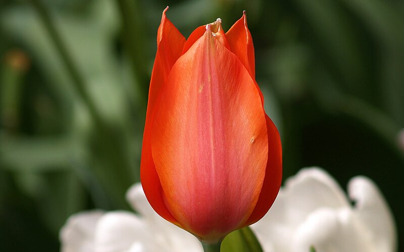 Red tulip in bloom