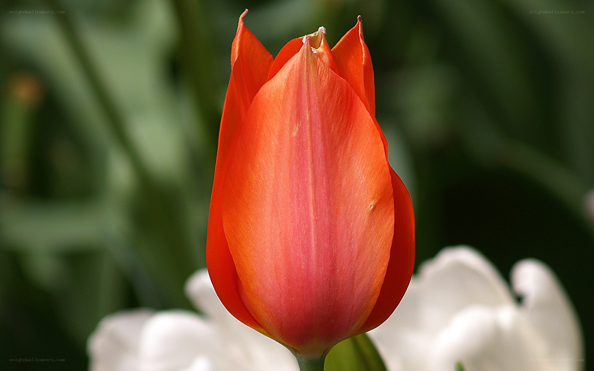 Red tulip in bloom