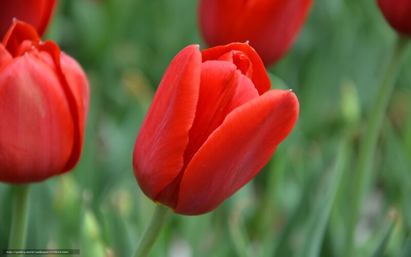 Red Tulip in Bloom — Calm, Spring