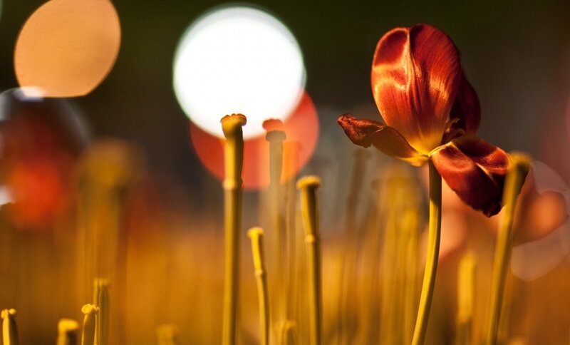 Red Tulip in Bloom — Dramatic, Night