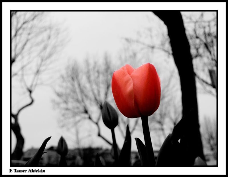 Red Tulip in Bloom — Dramatic