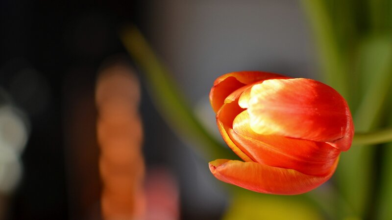 Red Tulip in Bloom — Serene, Photograph